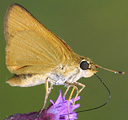 Delaware Skipper