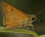 Byssus Skipper