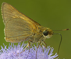 Palatka Skipper