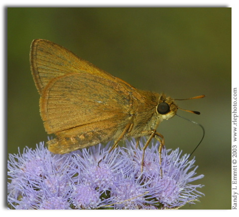 Palatka Skipper, Euphyes pilatka