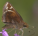 Zabulon Skipper (female)