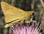 Rare Skipper