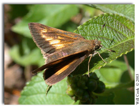 Palatka Skipper, Euphyes pilatka (female)