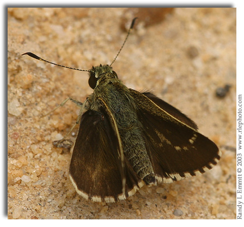 Lace-winged Roadside-Skipper, Amblyscirtes aesculapius