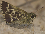 Lace-winged Roadside-Skipper