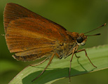 Dukes' Skipper