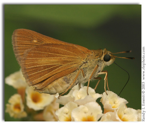 Dion Skipper, Euphyes dion