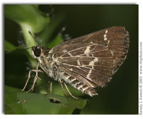 Lace-winged Roadside-Skipper, Amblyscirtes aesculapius