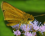 Berry's Skipper