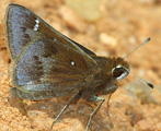 Dusted Skipper