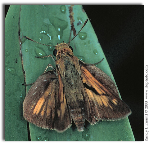 Dion Skipper, Euphyes dion (male)