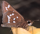 Loammi Skipper