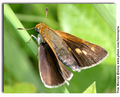 Two-spotted Skipper, Euphyes bimacula  (female)