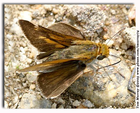 Two-spotted Skipper, Euphyes bimacula  (male)