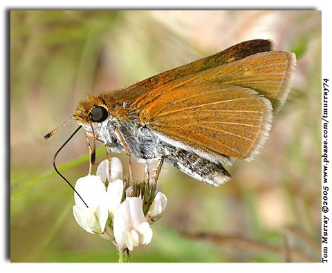Two-spotted Skipper, Euphyes bimacula