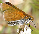 Two-spotted Skipper