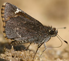 Common Roadside-Skipper