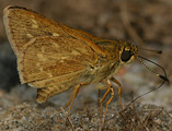 Reversed Roadside-Skipper