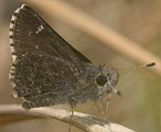 Dusky Roadside-Skipper