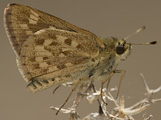 Carolina Roadside-Skipper