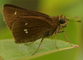 Twin-spot Skipper