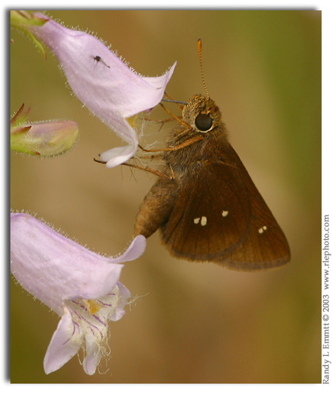 Twin-spot Skipper, Oligoria maculata