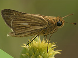 Salt Marsh Skipper