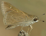 Eufala Skipper