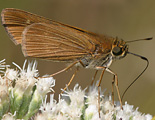 Ocola Skipper