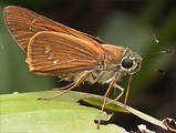 Brazilian Skipper