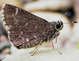 Bell's Roadside-Skipper