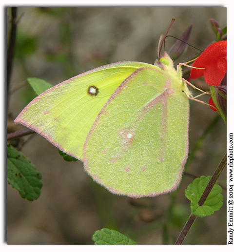 Southern Dogface, Colias cesonia   (winter form female)