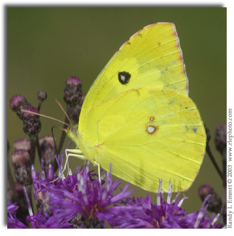 Southern Dogface, Colias cesonia