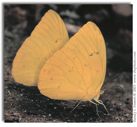 Orange-barred Sulphur, Phoebis philea males puddling