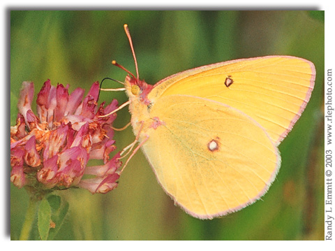 Pink-edged Sulphur on Red Clover