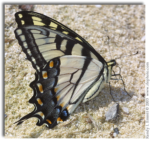 Eastern Tiger Swallowtail, Papilio glaucus (male)