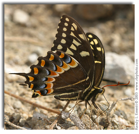 Palamedes Swallowtail, Papilio palamedes