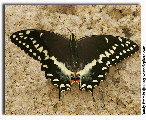 Palamedes Swallowtail, Papilio palamedes