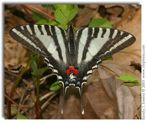 Zebra Swallowtail, Eurytides marcellus