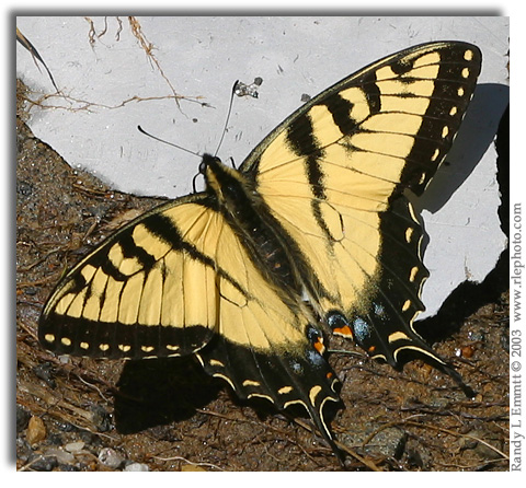 Appalachian Tiger Swallowtail, Pterourus appalachiensis