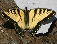 Appalachian Tiger Swallowtail (male)