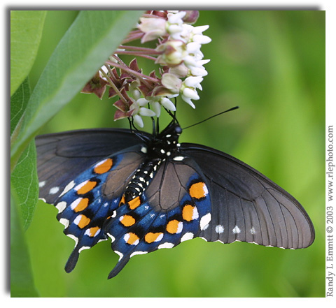Pipevine Swallowtail, Battus philenor