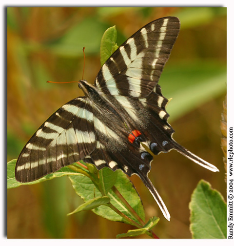 Zebra Swallowtail, Eurytides marcellus
