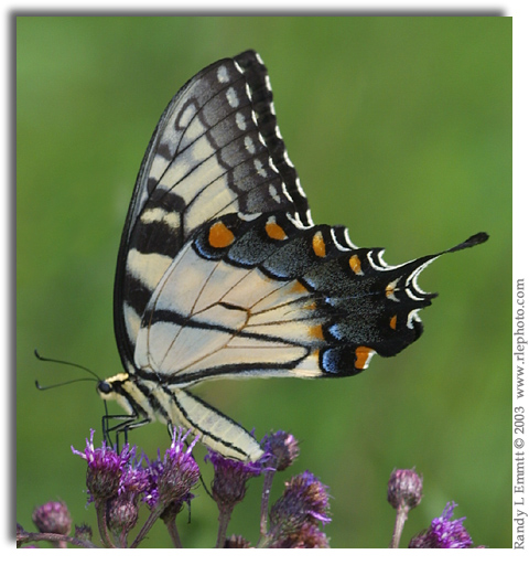 Eastern Tiger Swallowtail, Papilio glaucus (female)