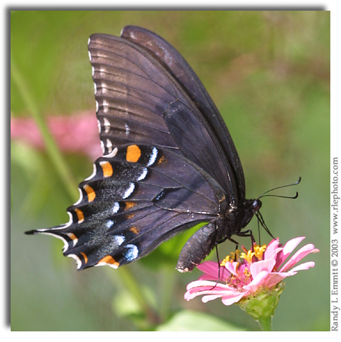 Eastern Tiger Swallowtail, Papilio glaucus (dark form female)