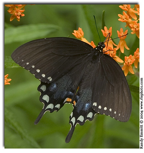 Spicebush Swallowtail, Papilio troilus (female)