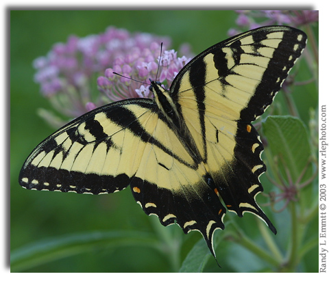 Eastern Tiger Swallowtail, Papilio glaucus (male)