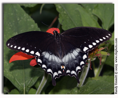 Spicebush Swallowtail, Papilio troilus (male)