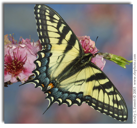 Eastern TigerSwallowtail, Papilio glaucus (female)