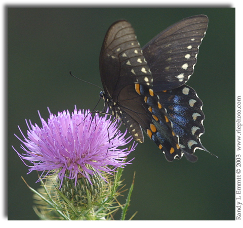 Spicebush Swallowtail, Papilio troilus